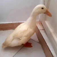 اردک نر رسمی