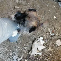 سگ ساکت حرف گوش کن آرام