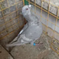 خط سفید ماده