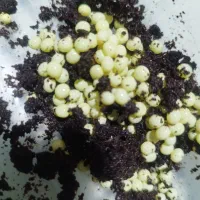 خاک خوب  گلدان