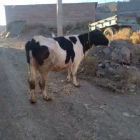 گاو جوان گوشتی شیری|حیوانات مزرعه|نظر کهریزی, |دیوار