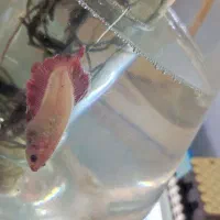 ماهی فایتر جفت