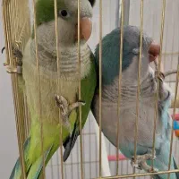 راهب و گرینچیک