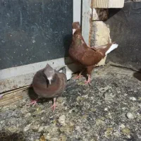 سرخ دم سفید|حیوانات|مشهد, شهرک رازی (شهرک غرب)|دیوار