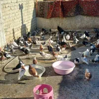 کفتر یا کبوتر