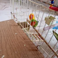 کوتوله برزیلی جفت|پرنده|سبزوار, مدرس|دیوار