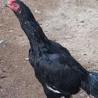 سلام دو عدد خروس ۷ ماهه|حیوانات مزرعه|اشنویه, |دیوار