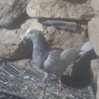 ۳۰۰۰۰۰۰|پرنده|ماکو, |دیوار