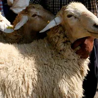 با۴۰٪کاهش قیمت گوسفند محرمی دریافت کنید|حیوانات مزرعه|مشهد, نوید|دیوار