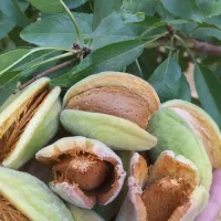 فروش باغ|فروش خانه و ویلا|چادگان, |دیوار