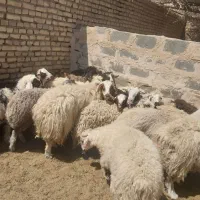 بره گوشتی
