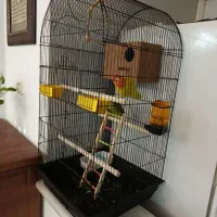 یک جفت طوطی برزیلی