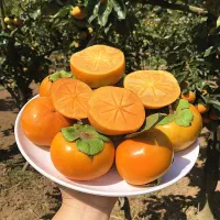 تولید و فروش ارقام نهال خرمالو