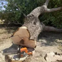 هرص و برش چوب در باقات شما عزیزان