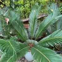 تعدادی سیکاس در سایز های متفاوت به فروش می‌رسد