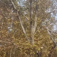 خریدار انواع اکسام چوب هرس وکلیه خدمات کشاورزی