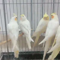 عروس هلندی لوتینودستی