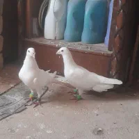 جفت نر سفید