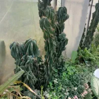 کاکتوس صخره ای|گل و گیاه طبیعی|رودبنه, |دیوار