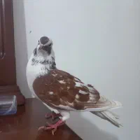 کفتر گرگی کاکلی رایگان