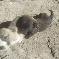 طوله پاکوتا معاوضه دارم قیمت 380