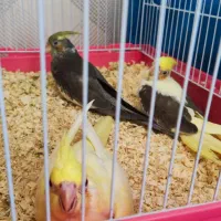 عروس هلندی