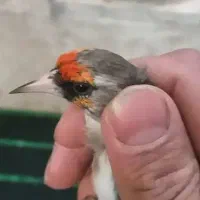 سهره نرشوربخون جفتی قناری