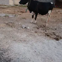 گاو ماده چاق