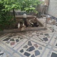 ۱۸ عدد مرغ وخروس همه نژاد