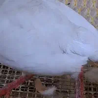 بلدرچین سفید