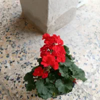 گل کاغذی|گل و گیاه طبیعی|تالش, هشتپر|دیوار