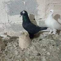 کبوتر آغ گویروخ ارکح