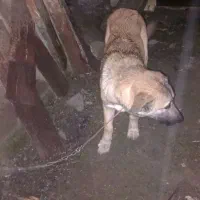 سگ پنجدر پنج ماهه نر ۵ ماهه|سگ|تالش, هشتپر|دیوار