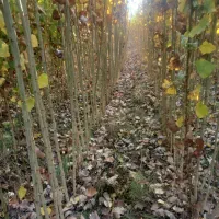 صنوبر نیقرا|خدمات پیشه و مهارت|کشاورز, |دیوار