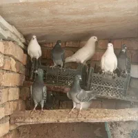 کفتر کاشونی وپلاکی بپر