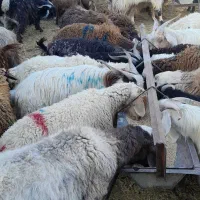 فروش چبش وبره