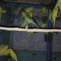 مرغ عشق نژاد هلندی