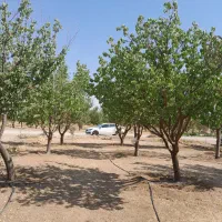 فروش باغ ۵۰۰متری نقلی جاده فرودگاه زنجان