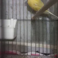 قناری نر و ماده|پرنده|مشکین‌دشت, |دیوار