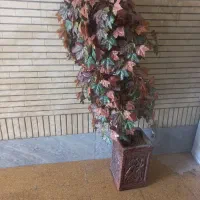 درختچه پاییزی
