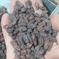 کشمش آفتابی ارگانیگ|خوردنی و آشامیدنی|تاکستان, |دیوار