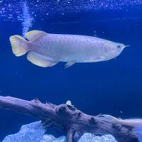 اروانا نژاد بانجارد