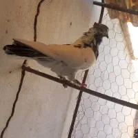 کفتر پرش نقش