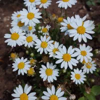 آشپزی و نظافت خانه