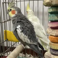 عروس هلندی با قفس وسایل|پرنده|کرج, برغان|دیوار