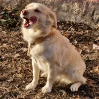 سگ پاه کوتاه