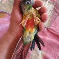 گرینچیک 4ماهه