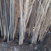 نهال صنوبر از ۱ متر تا ۴ متر