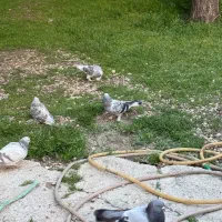 ژدذ|پرنده|یاسوج, |دیوار