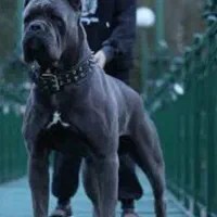 گارد قدرتمند کنکورسو سگ قلدر و عضلانی و درشت جثه|سگ|تهران, دربند|دیوار